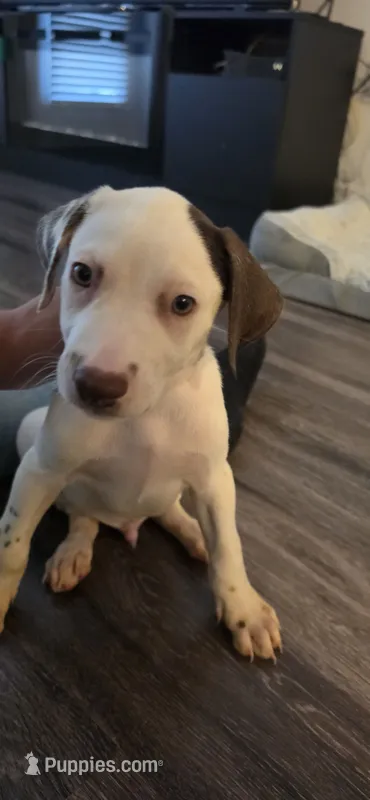 Yamo – Dalmatian, Siberian Husky puppy for sale in Tampa, FL
