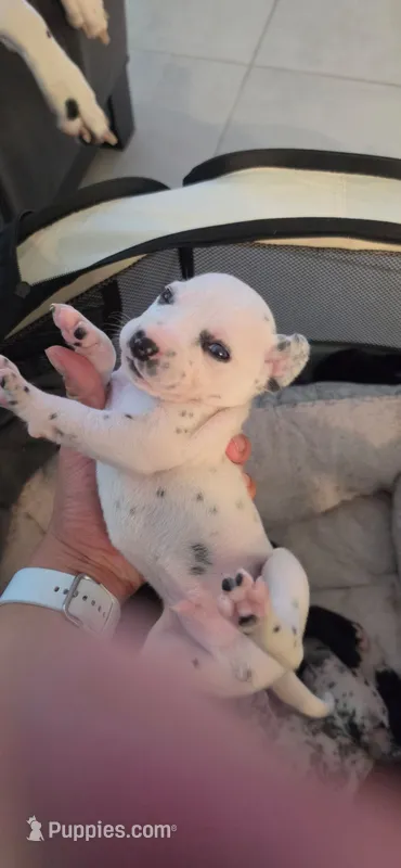 wakey – Dalmatian, Siberian Husky puppy for sale in Tampa, FL