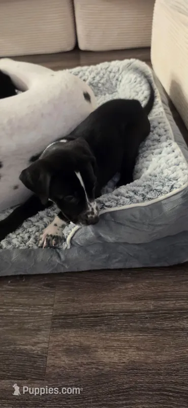 Red – Dalmatian, Siberian Husky puppy for sale in Tampa, FL