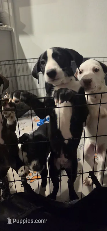 Green – Dalmatian, Siberian Husky puppy for sale in Tampa, FL