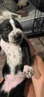Pink, a male Dalmatian and Siberian Husky for sale in Tampa, FL – Photo 2 of 3