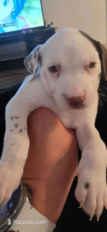 Orange – Dalmatian, Siberian Husky puppy for sale in Tampa, FL