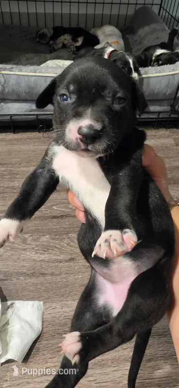 navy – Dalmatian, Siberian Husky puppy for sale in Tampa, FL