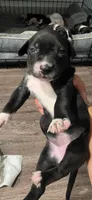 navy, a male Dalmatian and Siberian Husky for sale in Tampa, FL – Photo 3 of 4