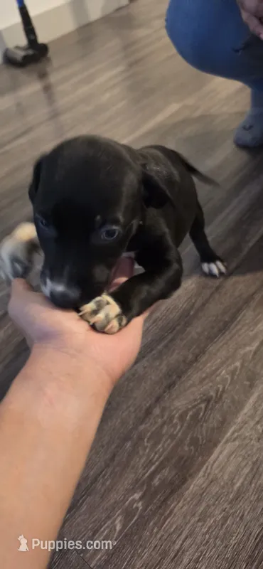 Nikki – Dalmatian, Siberian Husky puppy for sale in Tampa, FL