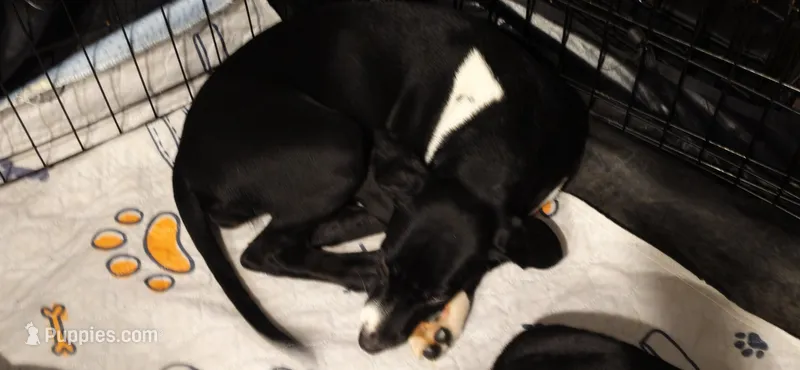 Khaki – Dalmatian, Siberian Husky puppy for sale in Tampa, FL