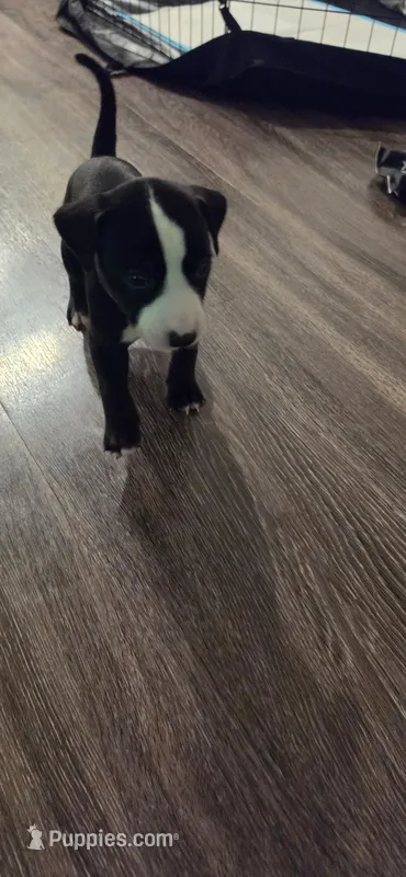 Green – Dalmatian, Siberian Husky puppy for sale in Tampa, FL