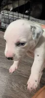 white, a male Dalmatian and Siberian Husky for sale in Tampa, FL – Photo 2 of 4