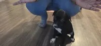 Nikki, a female Dalmatian and Siberian Husky for sale in Tampa, FL – 6 of 6
