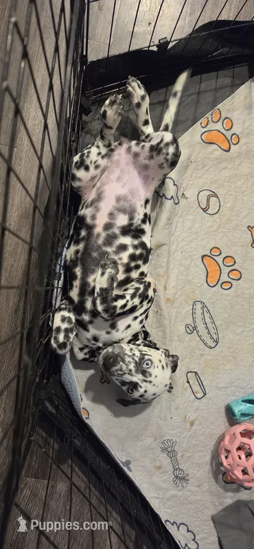 dalmatian – Dalmatian, Siberian Husky puppy for sale in Tampa, FL