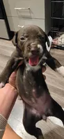 Blue, a female Dalmatian and Siberian Husky for sale in Tampa, FL – Photo 1 of 3