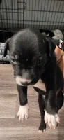 navy, a male Dalmatian and Siberian Husky for sale in Tampa, FL – Photo 2 of 4
