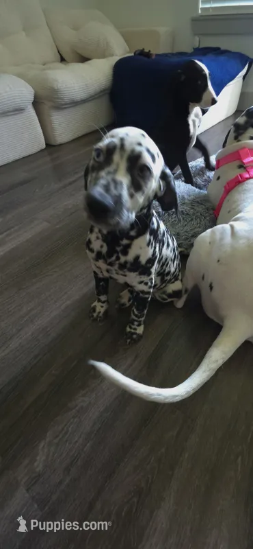dalmatian – Dalmatian, Siberian Husky puppy for sale in Tampa, FL