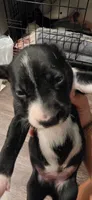 Khaki, a male Dalmatian and Siberian Husky for sale in Tampa, FL – Photo 2 of 4