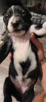 Khaki, a male Dalmatian and Siberian Husky for sale in Tampa, FL – Photo 3 of 4