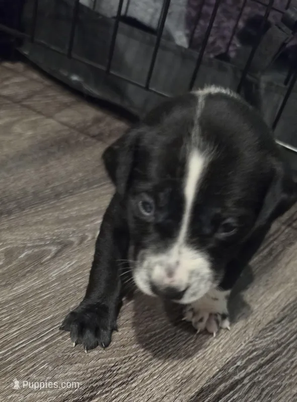 Red, a male Dalmatian and Siberian Husky for sale in Tampa, FL – Photo 1 of 4