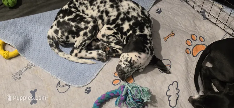 dalmatian – Dalmatian, Siberian Husky puppy for sale in Tampa, FL
