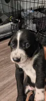 Red, a male Dalmatian and Siberian Husky for sale in Tampa, FL – Photo 4 of 4