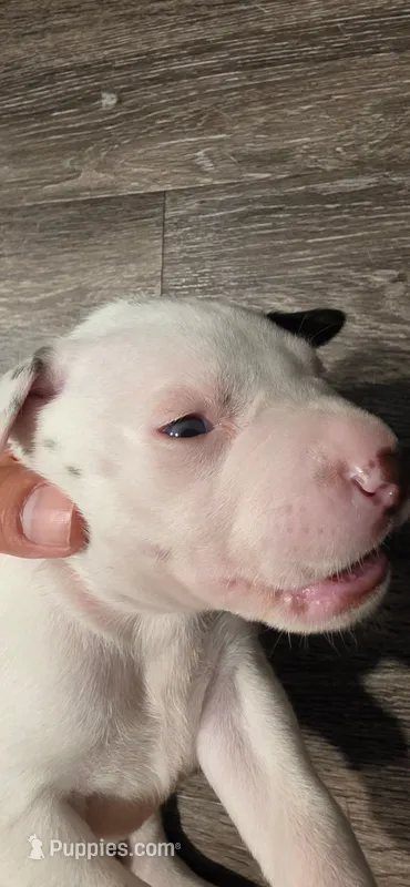 Orange – Dalmatian, Siberian Husky puppy for sale in Tampa, FL