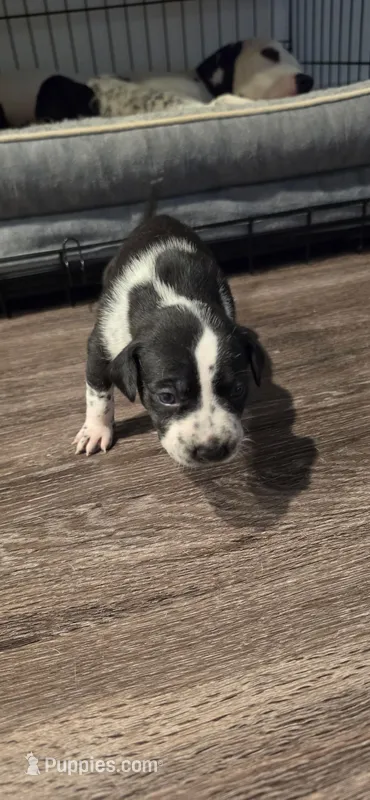 Pink – Dalmatian, Siberian Husky puppy for sale in Tampa, FL