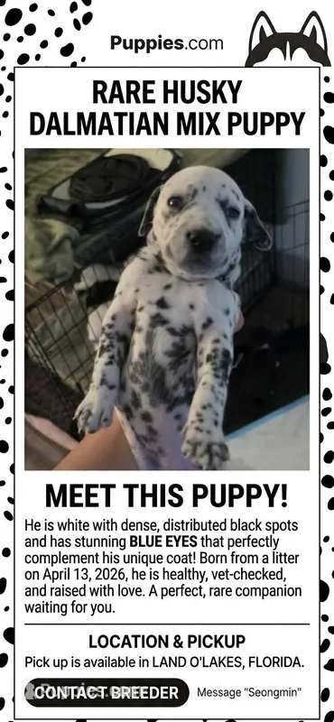 dalmatian – Dalmatian, Siberian Husky puppy for sale in Tampa, FL