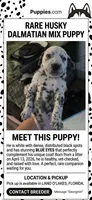 Photo of dalmatian