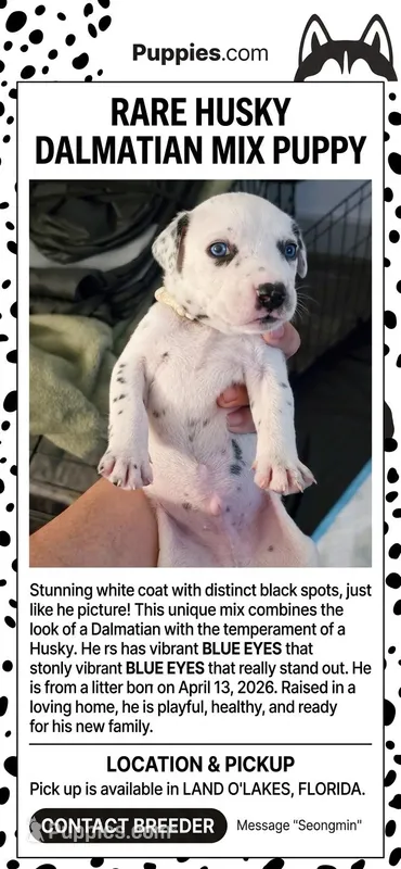 wakey – Dalmatian, Siberian Husky puppy for sale in Tampa, FL