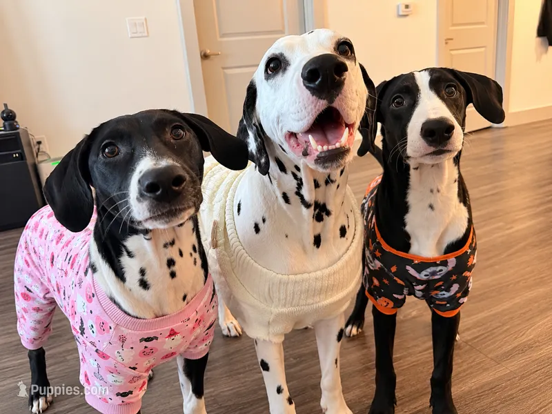 Yukey – Dalmatian, Siberian Husky puppy for sale in Tampa, FL