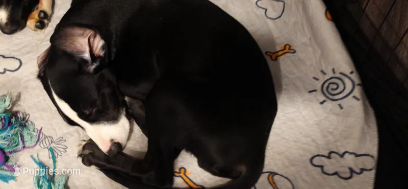 Green – Dalmatian, Siberian Husky puppy for sale in Tampa, FL