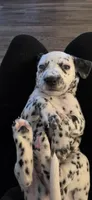 dalmatian, a female Dalmatian and Siberian Husky for sale in Tampa, FL – 1 of 6
