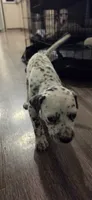 dalmatian, a female Dalmatian and Siberian Husky for sale in Tampa, FL – 2 of 6