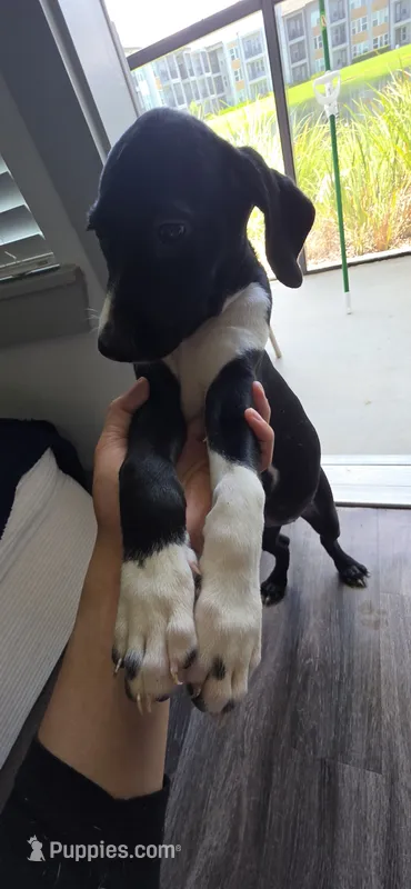 Khaki – Dalmatian, Siberian Husky puppy for sale in Tampa, FL