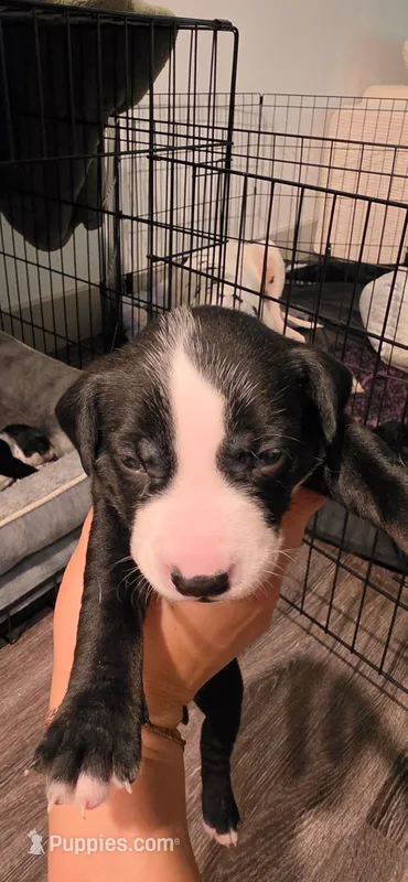 Green – Dalmatian, Siberian Husky puppy for sale in Tampa, FL