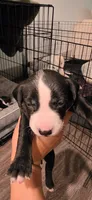 Green, a male Dalmatian and Siberian Husky for sale in Tampa, FL – Photo 1 of 2