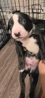 Green, a male Dalmatian and Siberian Husky for sale in Tampa, FL – Photo 2 of 2