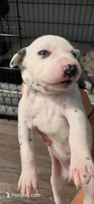 white – Dalmatian, Siberian Husky puppy for sale in Tampa, FL