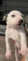 white, a male Dalmatian and Siberian Husky for sale in Tampa, FL – Photo 1 of 4