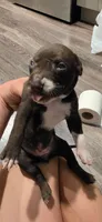 Blue, a female Dalmatian and Siberian Husky for sale in Tampa, FL – Photo 3 of 3