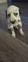 dalmatian, a female Dalmatian and Siberian Husky for sale in Tampa, FL – 3 of 6
