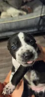 Pink, a male Dalmatian and Siberian Husky for sale in Tampa, FL – Photo 3 of 3