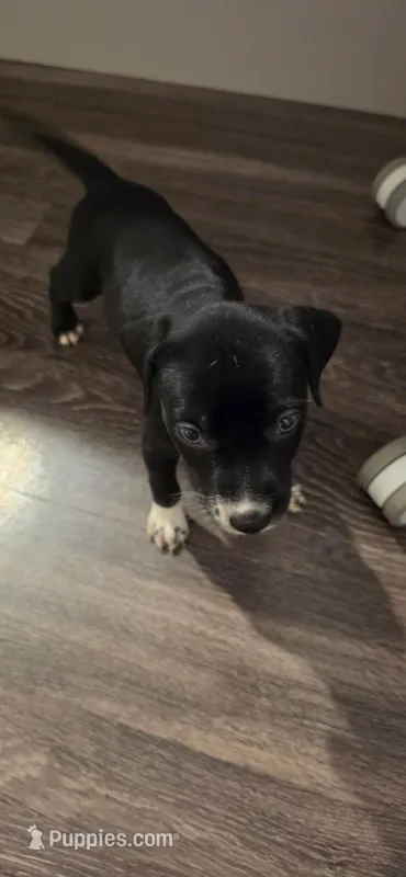 navy – Dalmatian, Siberian Husky puppy for sale in Tampa, FL