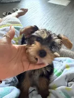 Chase, a male Yorkshire Terrier for sale in Henrico, VA – 2 of 2
