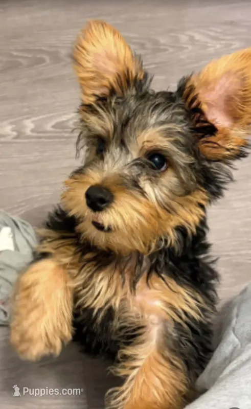 Chase – Yorkshire Terrier puppy for sale in Henrico, VA