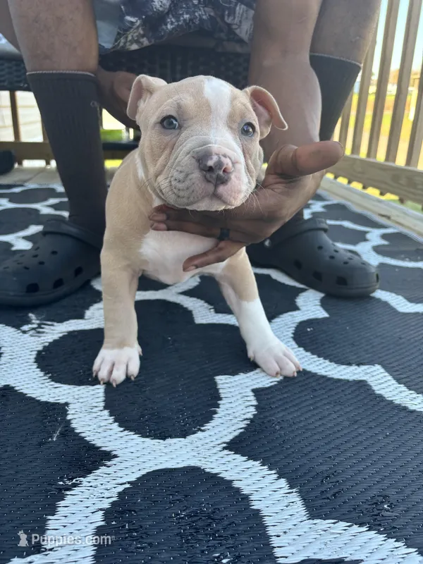 Mocha Latte  – American Bully puppy for sale in Greensboro, NC