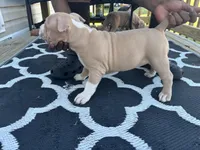 Mocha Latte , a female American Bully for sale in Greensboro, NC – Photo 3 of 4