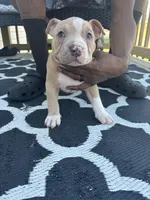 Mocha Latte , a female American Bully for sale in Greensboro, NC – Photo 2 of 4