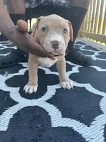 Honey Bun , a female American Bully for sale in Greensboro, NC – Photo 2 of 4