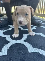 Honey Bun , a female American Bully for sale in Greensboro, NC – Photo 3 of 4