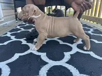 Honey Bun , a female American Bully for sale in Greensboro, NC – Photo 1 of 4