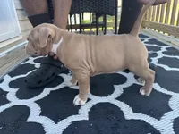 Honey Bun , a female American Bully for sale in Greensboro, NC – Photo 4 of 4